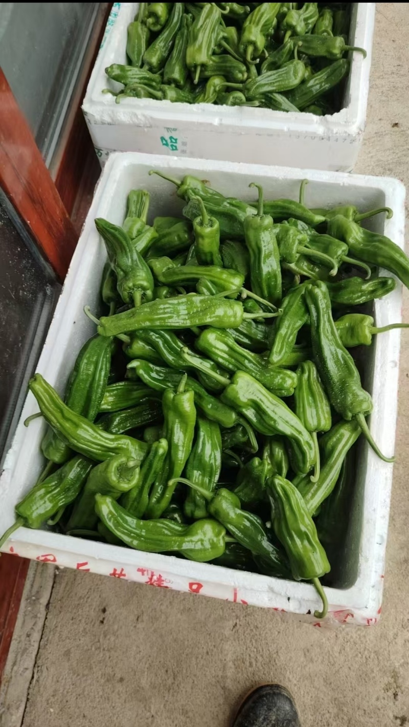 高山芜湖椒大量上市中