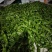 高山芜湖椒大量上市中