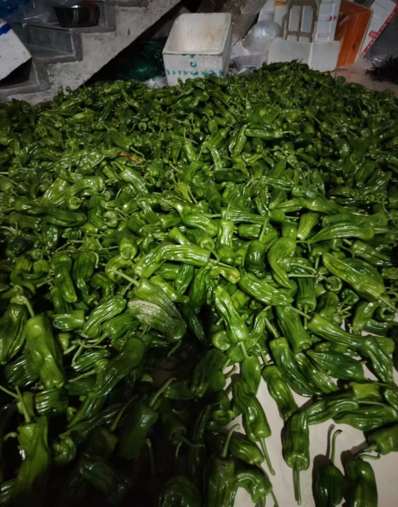 高山芜湖椒大量上市中