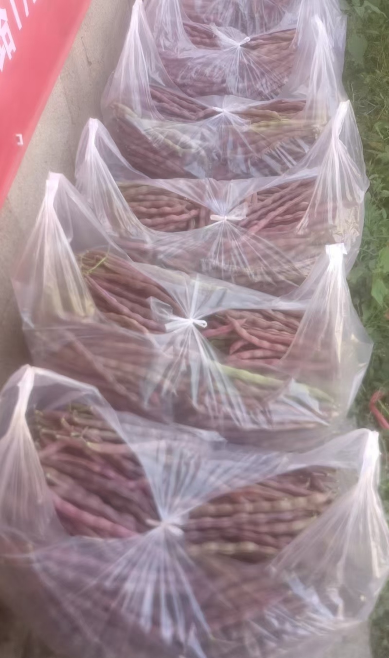高山豆角大量上市中