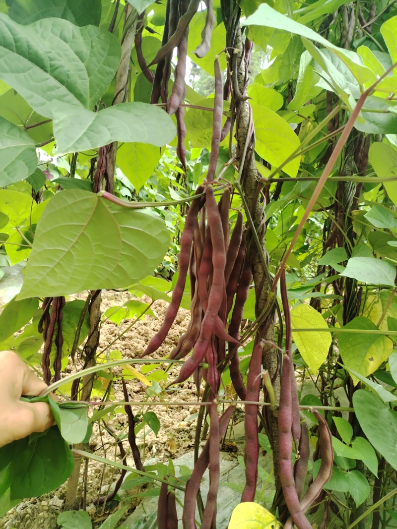 高山豆角大量上市中