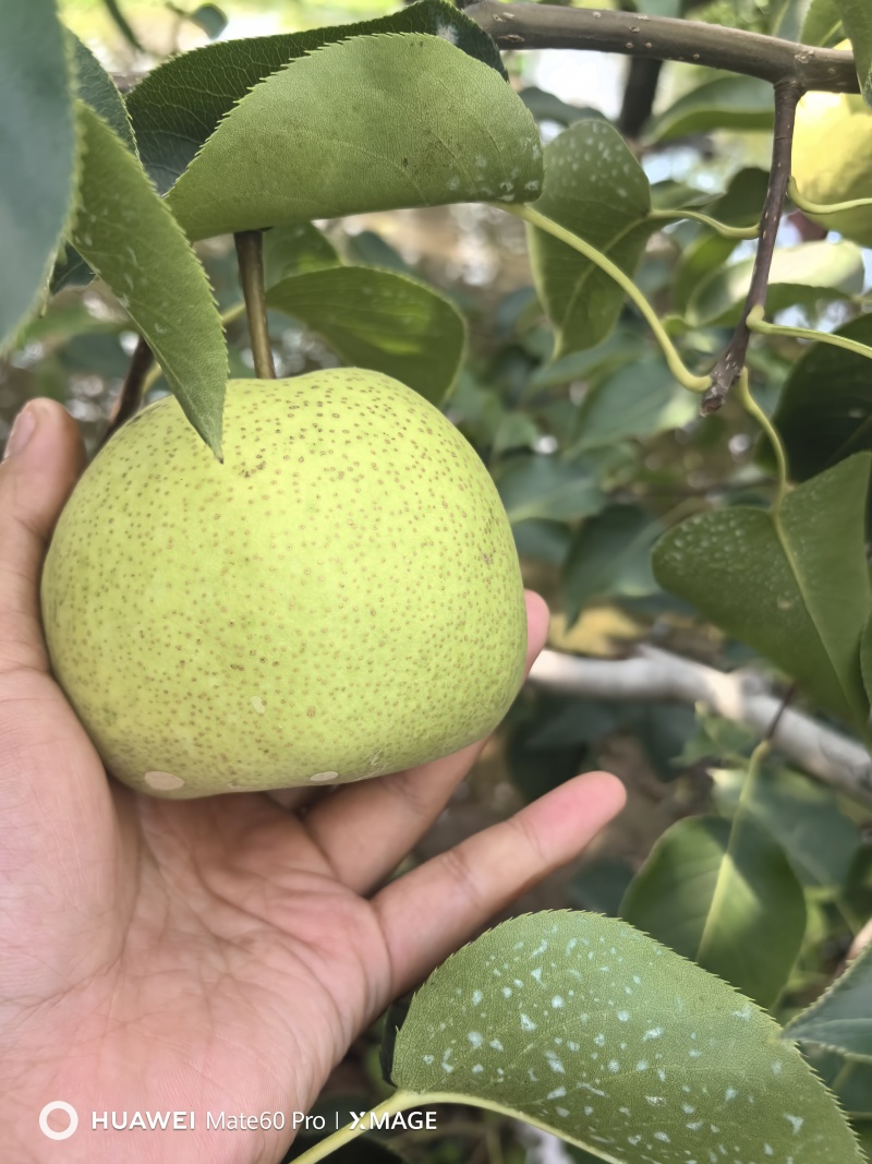 【推荐】砀山酥梨大量上市诚信经营，质好量大全国发货