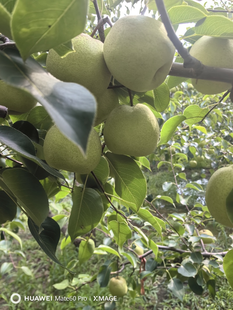【推荐】砀山酥梨大量上市诚信经营，质好量大全国发货