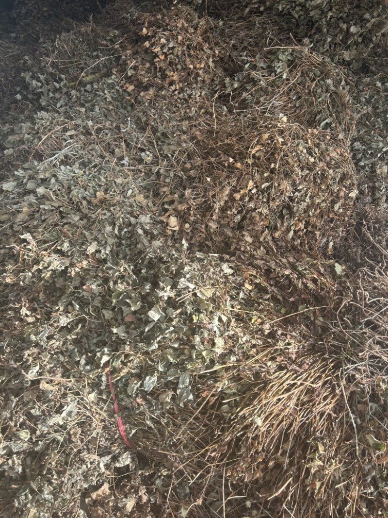鱼腥草野生鱼腥草新货规格定制产地直供量大从优