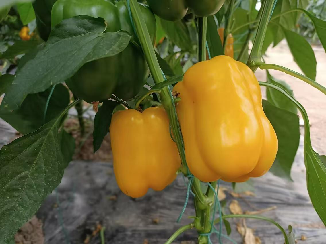 白胡椒植物特写