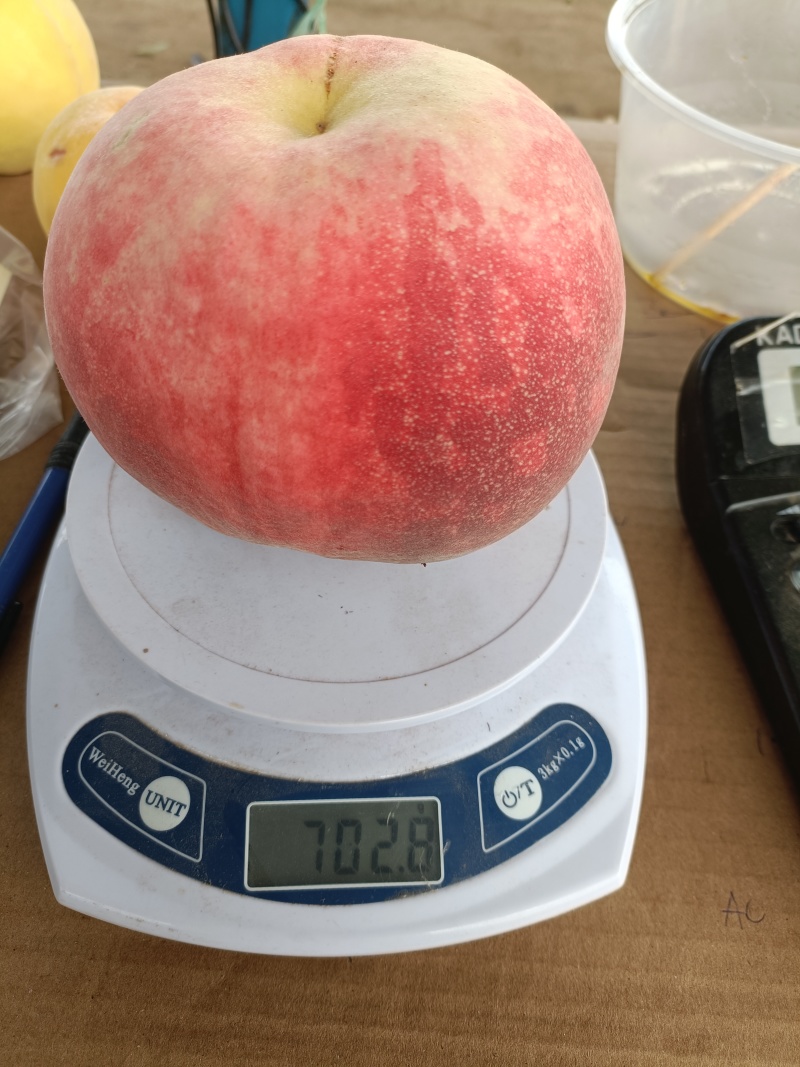 秋彤离核毛桃产地直供