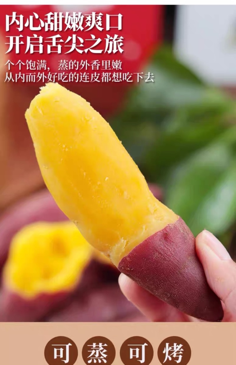 天目山小香薯正宗板栗红薯沙地新鲜农家自种番薯代发