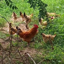 原生态散养稻谷林鸡，土公鸡，产蛋母鸡