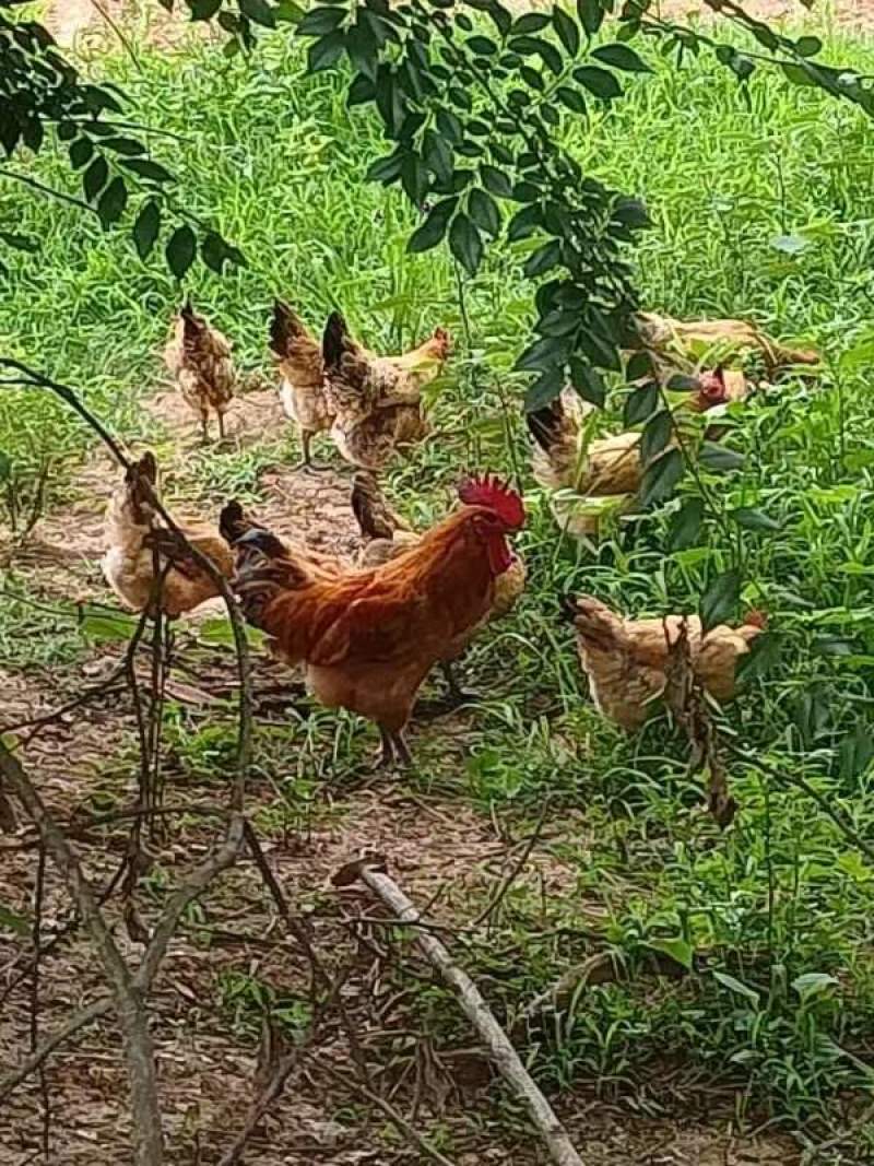 原生态散养稻谷林鸡，土公鸡，产蛋母鸡