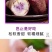 冰淇淋红薯新鲜一点红紫薯地瓜当季糖心板栗薯包邮代发