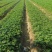 天仙醉草莓苗安徽草莓苗基地直发自家育苗保真保量
