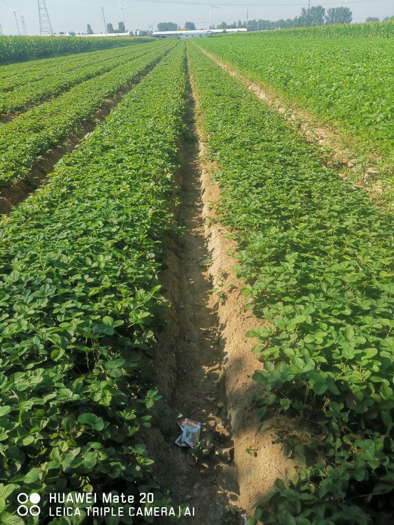 天仙醉草莓苗安徽草莓苗基地直发自家育苗保真保量