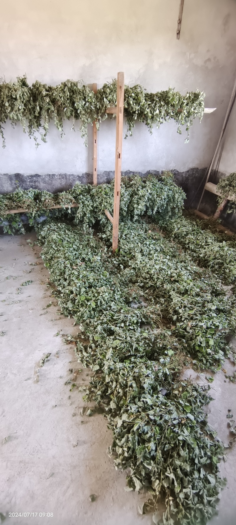 广金钱草，晒干青青绿绿色，水洗无泥沙，无杂草，成条靓靓货