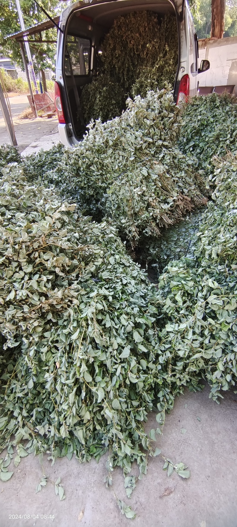 广金钱草，晒干青青绿绿色，水洗无泥沙，无杂草，成条靓靓货