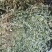 广金钱草，晒干青青绿绿色，水洗无泥沙，无杂草，成条靓靓货