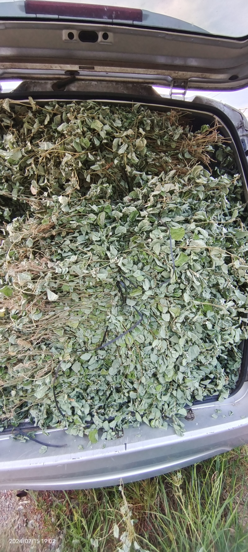 广金钱草，晒干青青绿绿色，水洗无泥沙，无杂草，成条靓靓货