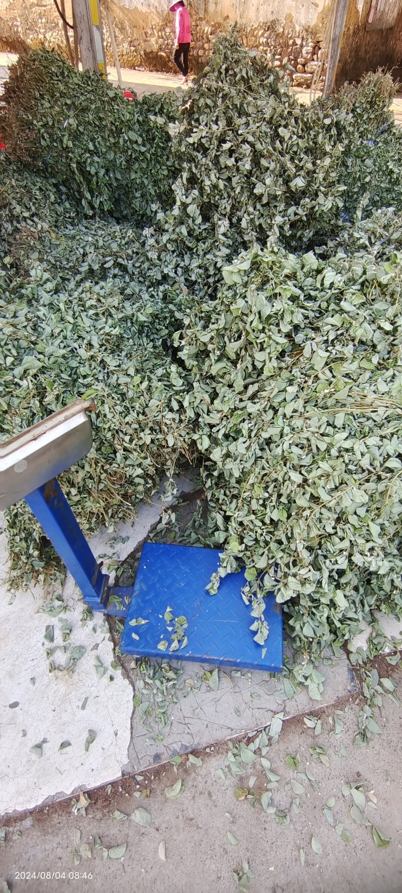 广金钱草，晒干青青绿绿色，水洗无泥沙，无杂草，成条靓靓货