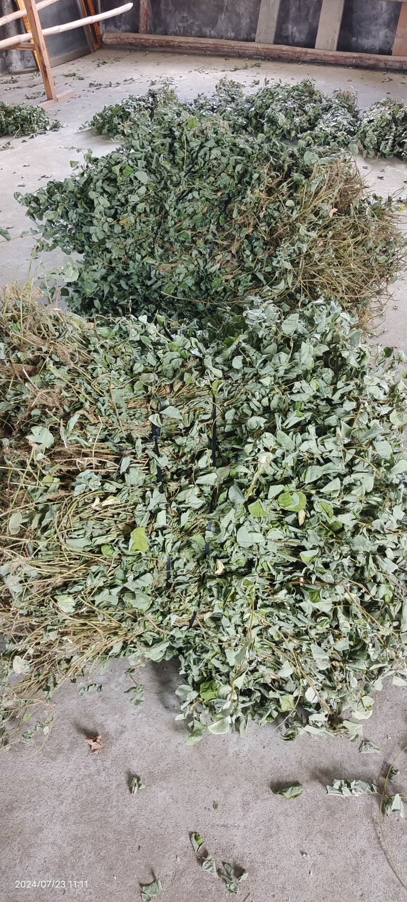 广金钱草，晒干青青绿绿色，水洗无泥沙，无杂草，成条靓靓货