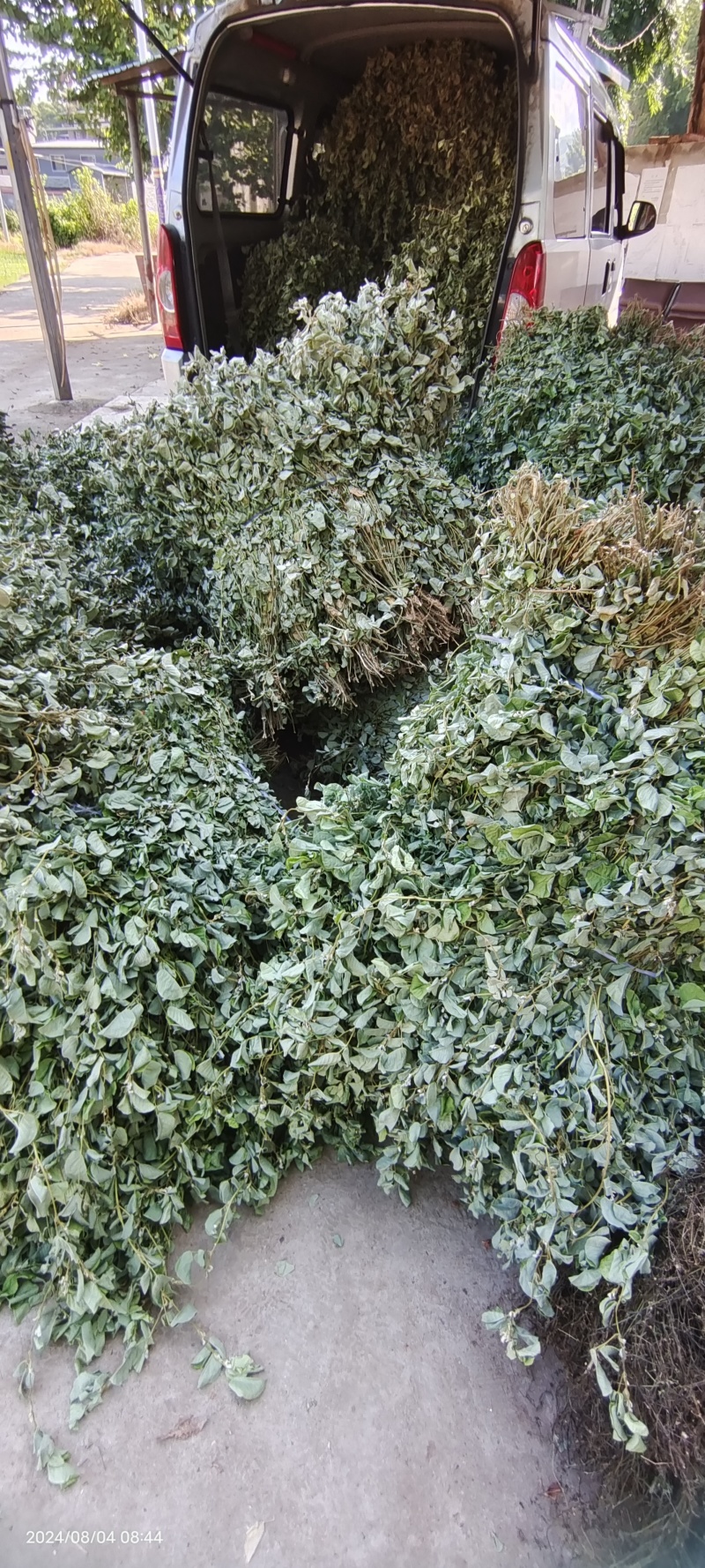广金钱草，晒干青青绿绿色，水洗无泥沙，无杂草，成条靓靓货