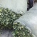 广金钱草，晒干青青绿绿色，水洗无泥沙，无杂草，成条靓靓货