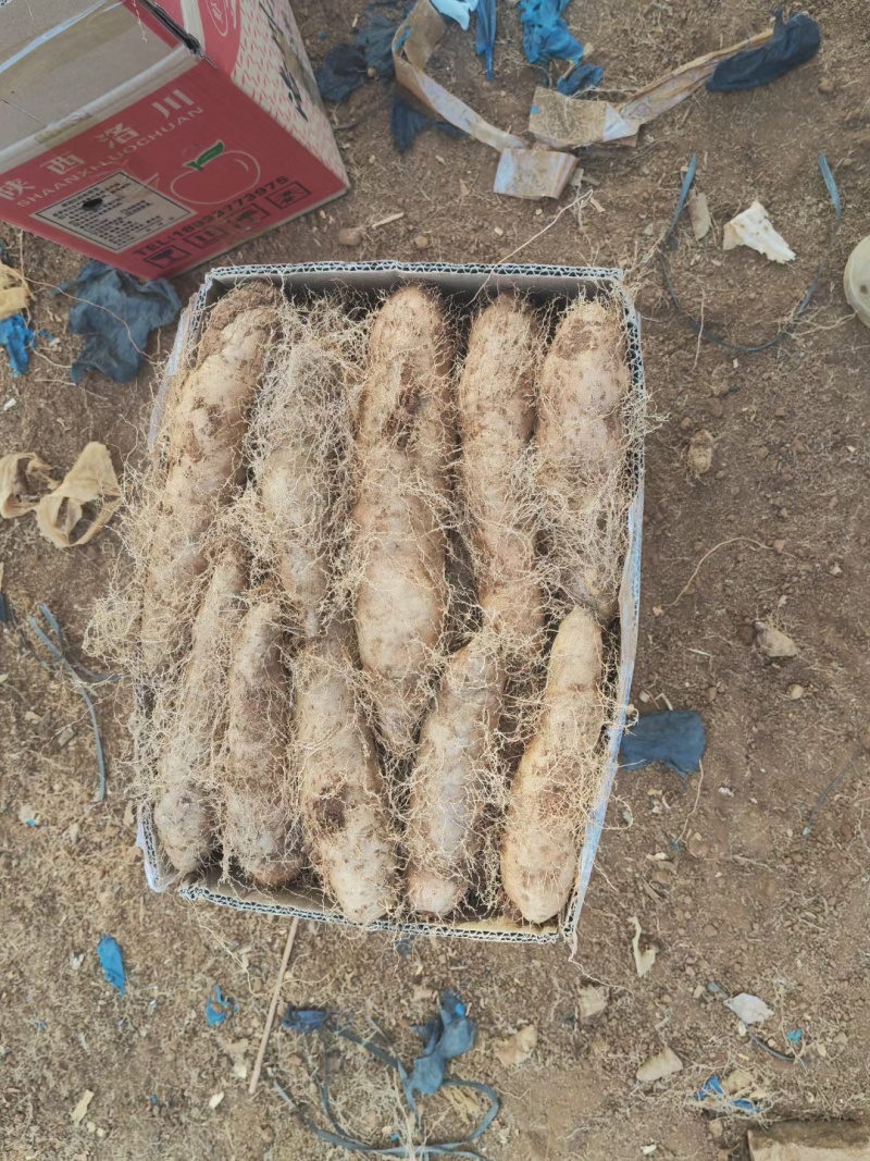 湛江毛薯，本地特产，产地发货，量大质优价格美丽