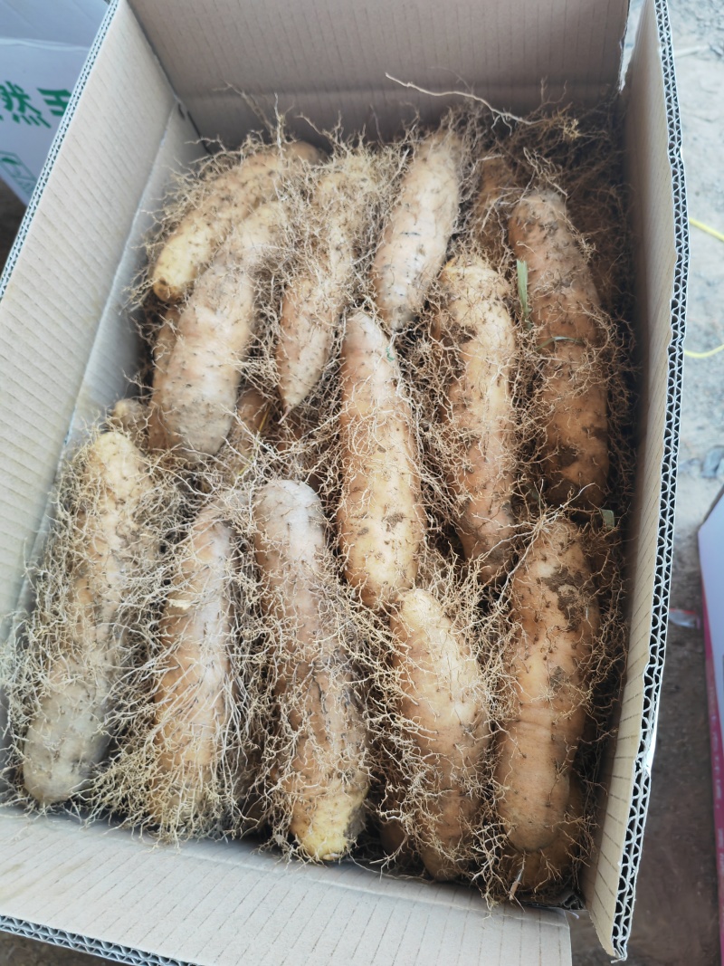 湛江毛薯，本地特产，产地发货，量大质优价格美丽