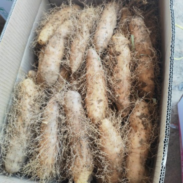 湛江毛薯，本地特产，产地发货，量大质优价格美丽