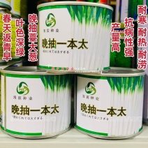 晚抽一本太大葱种子晚抽薹大葱新品种抗病耐寒耐热耐涝返青早