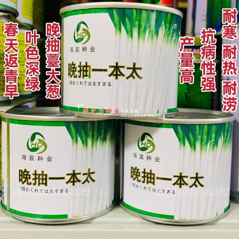 晚抽一本太大葱种子晚抽薹大葱新品种抗病耐寒耐热耐涝返青早