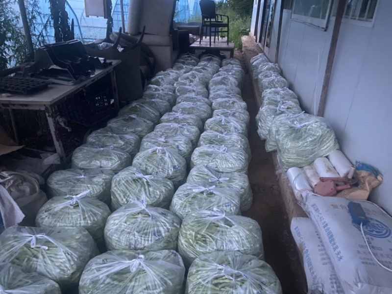 甘肃天水白芸豆