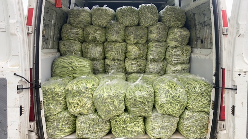 甘肃天水白芸豆
