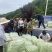 甘肃天水白芸豆