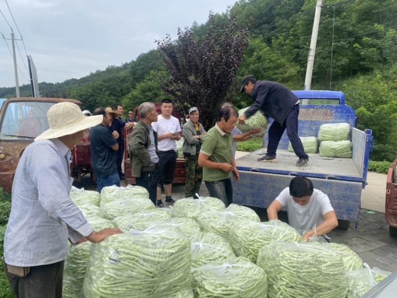 甘肃天水白芸豆