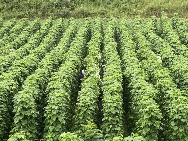 甘肃天水白芸豆