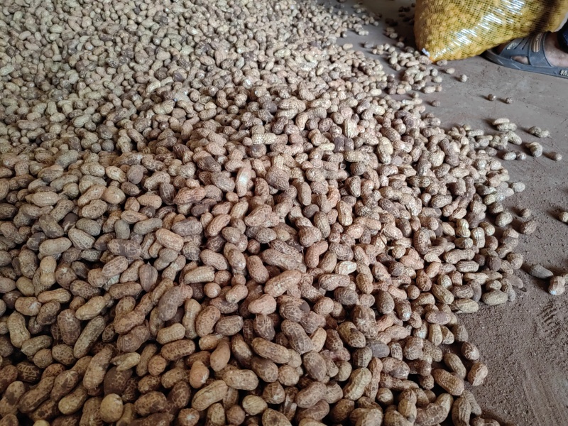 四川宜宾自贡新鲜带泥巴花生水洗花生精选高品质电商批发！