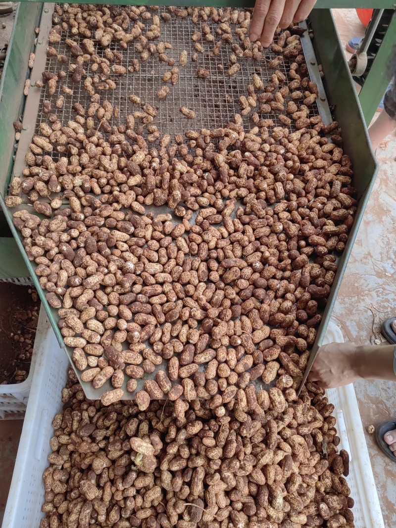 四川宜宾自贡新鲜带泥巴花生水洗花生精选高品质电商批发！