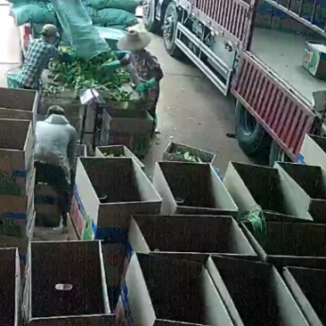 广东省英利镇辣椒代购中心螺丝椒陇椒尖椒线椒