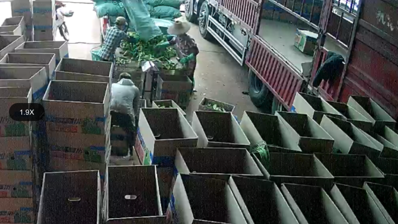 广东省英利镇辣椒代购中心螺丝椒陇椒尖椒线椒