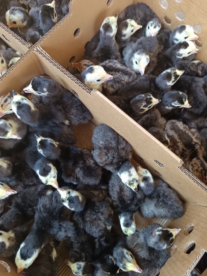 贝蒂娜火鸡苗品种质量保证厂家直销包存活到家
