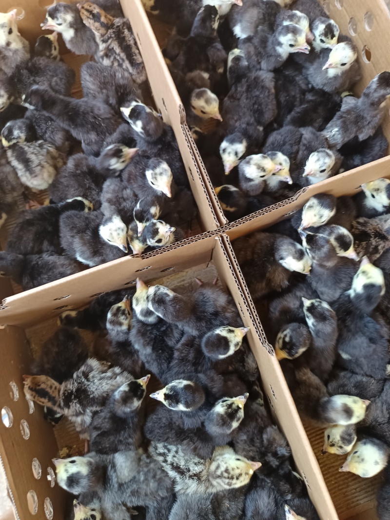 贝蒂娜火鸡苗品种质量保证厂家直销包存活到家