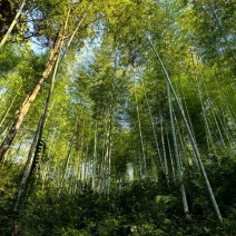 毛竹林毛竹原产地批发