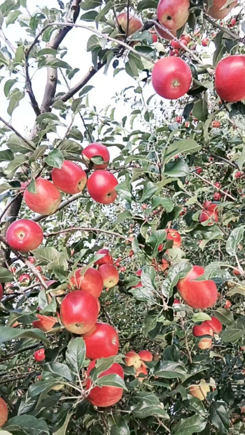 昭通苹果/华硕苹果/云南苹果/价格可议/一手货源对接全国