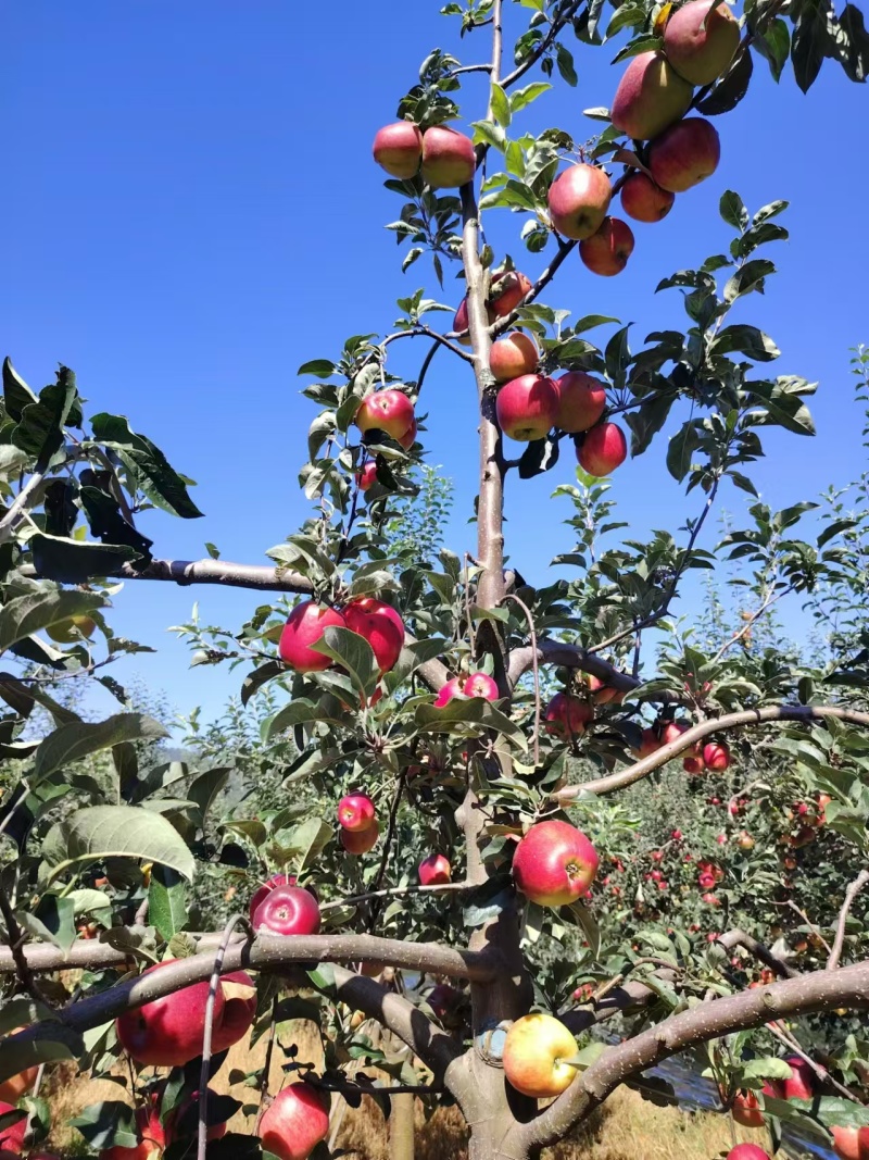昭通苹果/华硕苹果/云南苹果/价格可议/一手货源对接全国