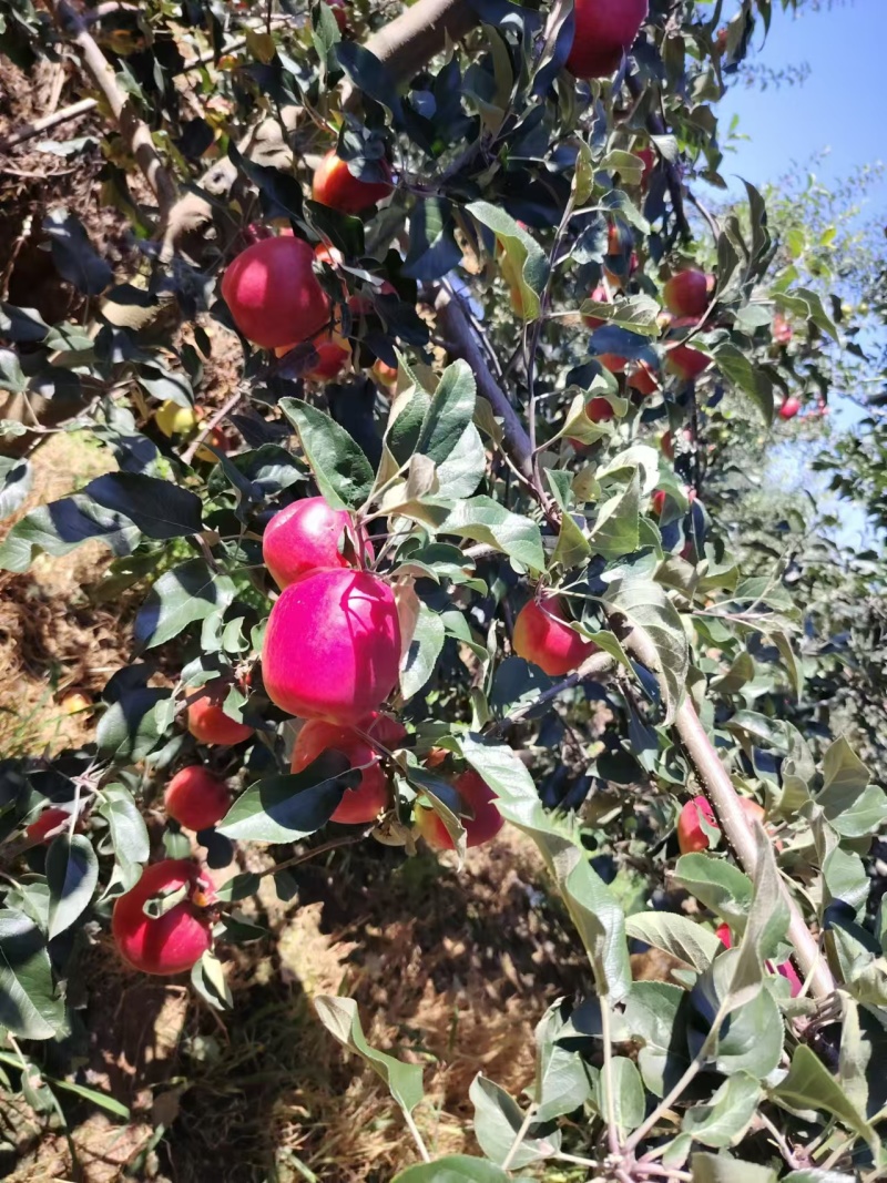 昭通苹果/华硕苹果/云南苹果/价格可议/一手货源对接全国