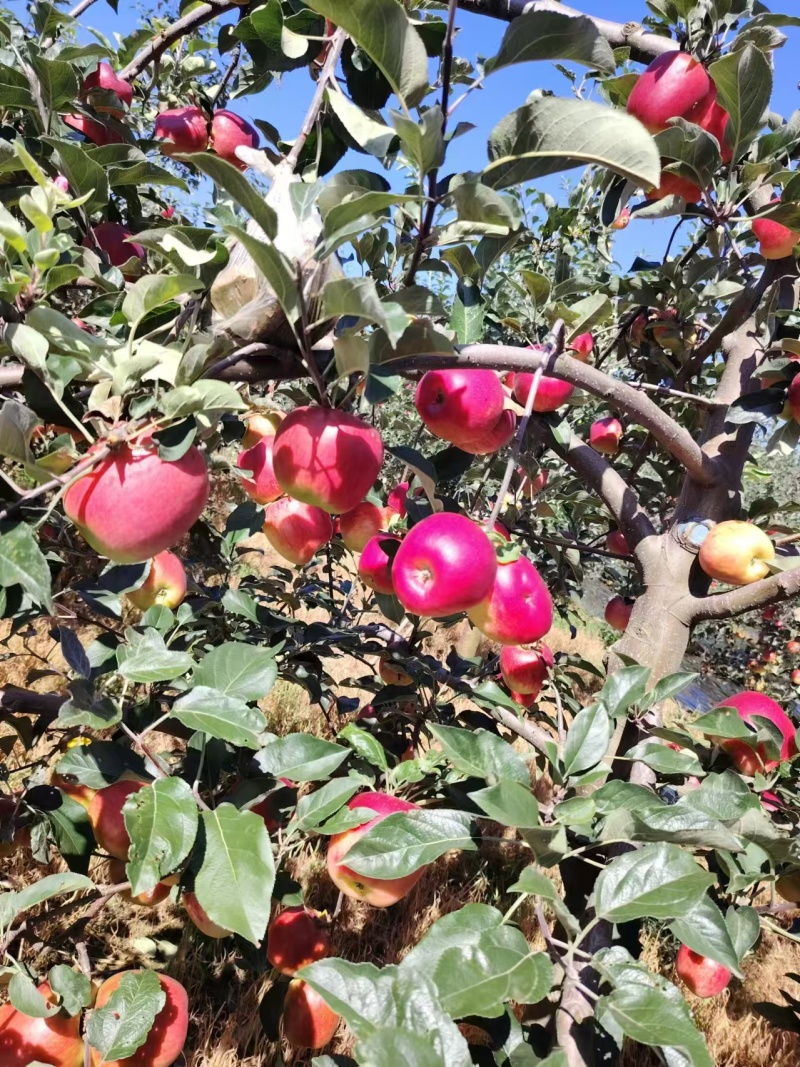 昭通苹果/华硕苹果/云南苹果/价格可议/一手货源对接全国