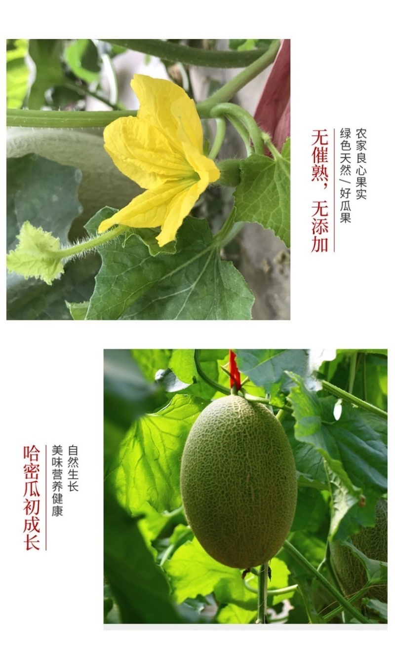 哈密瓜超甜新鲜水果网纹蜜瓜整箱当季水果