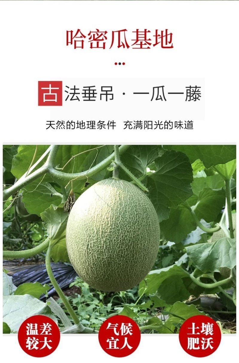 哈密瓜超甜新鲜水果网纹蜜瓜整箱当季水果