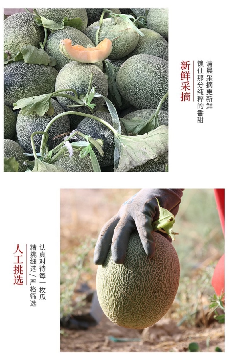 哈密瓜超甜新鲜水果网纹蜜瓜整箱当季水果