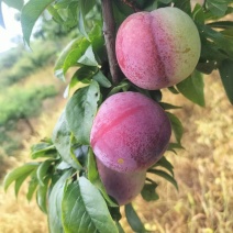 河南南阳李子基地安格诺李子脱骨李正在大量供应中