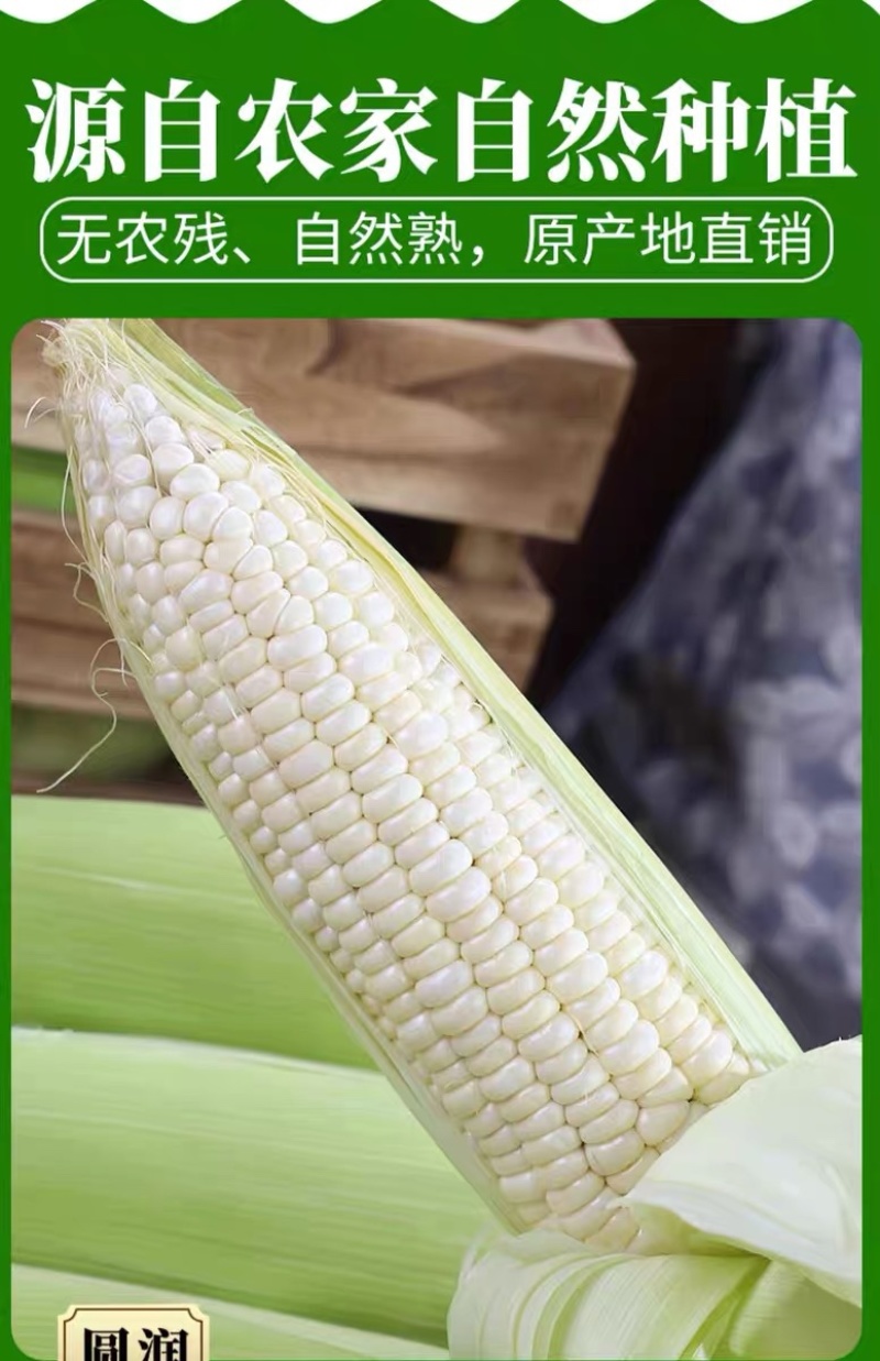 新鲜现摘白糯玉米锁鲜品质香甜粘玉米非转基因白糯整箱
